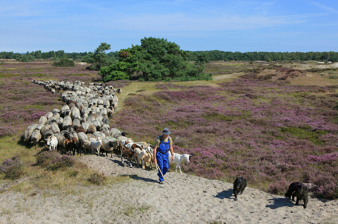 Shepherd with flock of sheep in the moorland, Hiddensee Island, Western Pomerania Lagoon Area National Park, Mecklenburg Western Pomerania, Germany, Europe