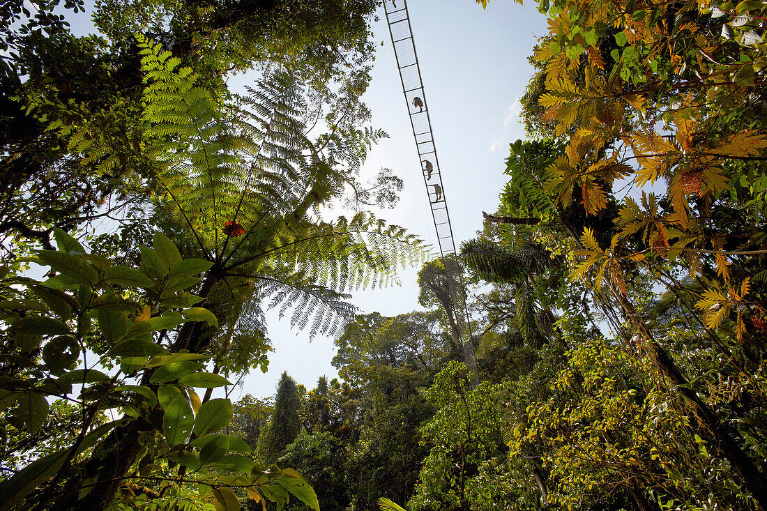 Low angle view of suspension bridge in the rainforest, La Fortuna, Costa Rica, Central America, America
