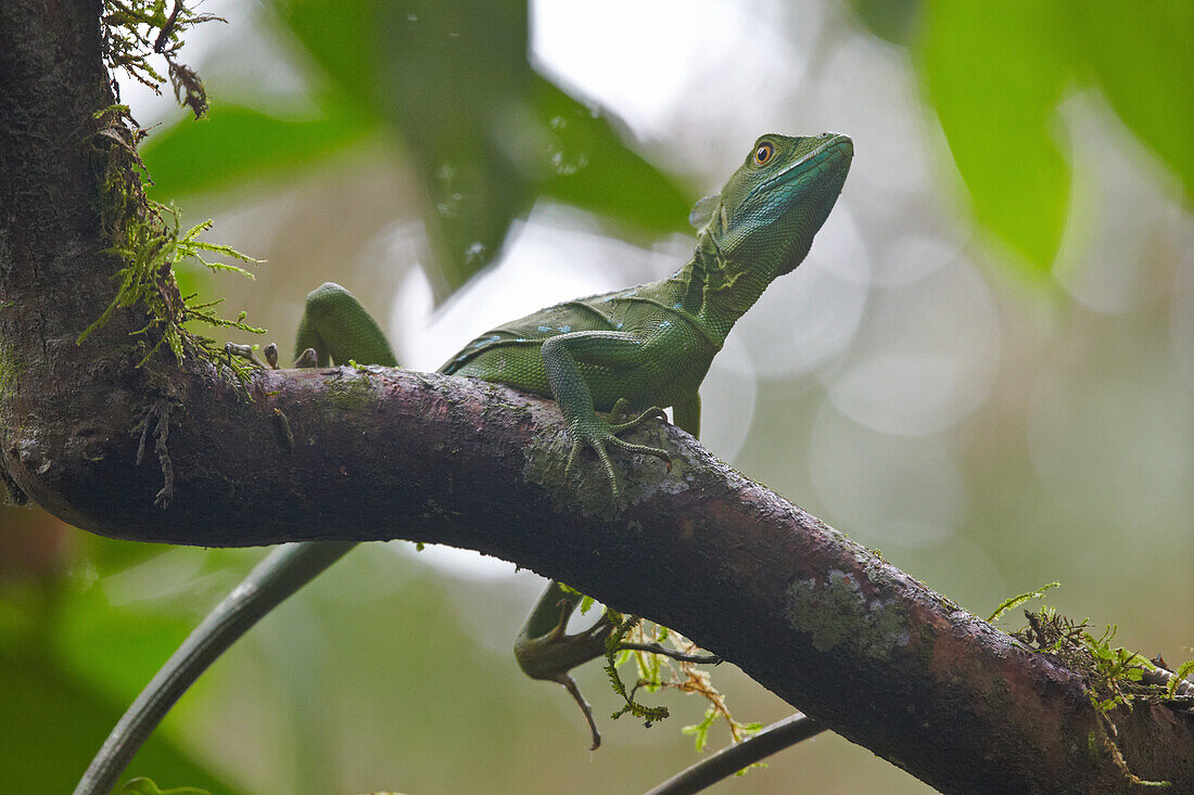 Common basilisk on a branch in the rainforest, La Fortuna, Costa Rica, Central America, America