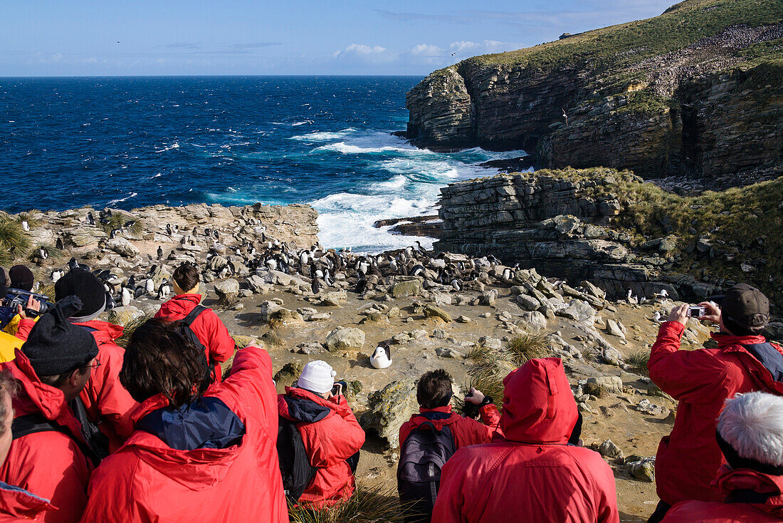 Touristen in Felsenpinguin-Kolonie, Eudyptes chrysocome, New Island, Falkland Inseln, Subantarktis