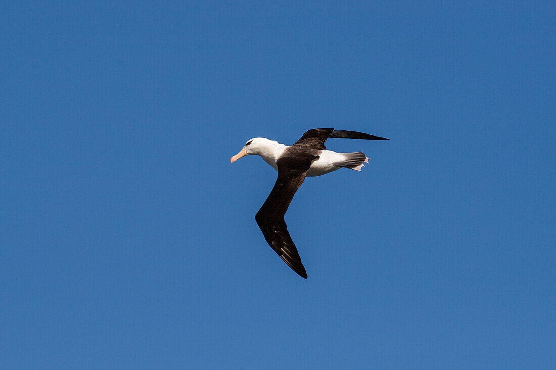 Black-browed Albatross in flight, Thalassarche melanophrys, Subantarctic, Antarctica