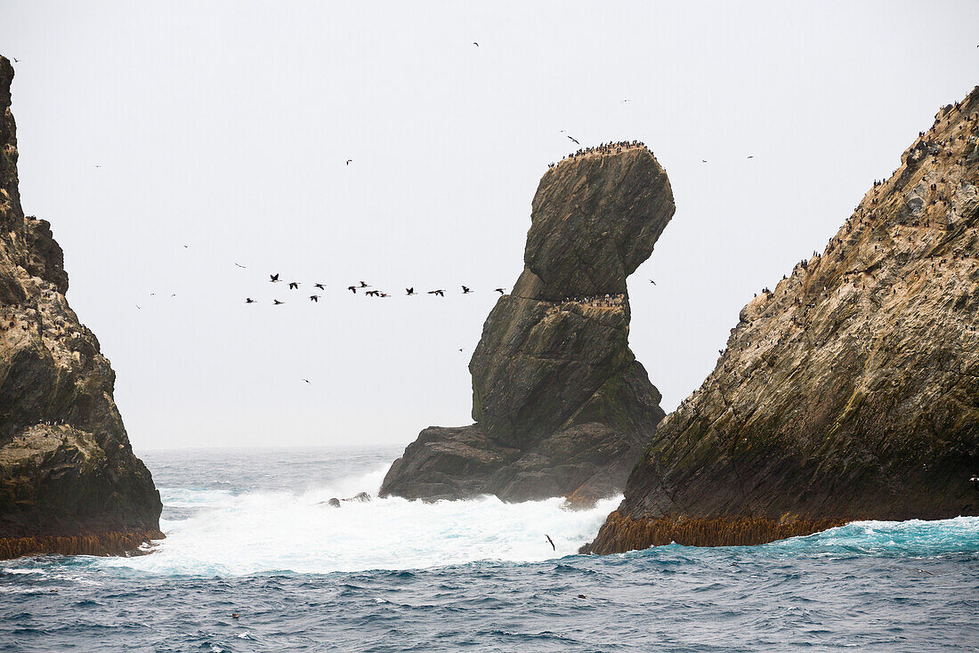 Shag Rocks vor Südgeorgien, Südliche Antillen, Südliche Sandwich Inseln, Britisches Überseegebiet, Südatlantik, Subantarktis