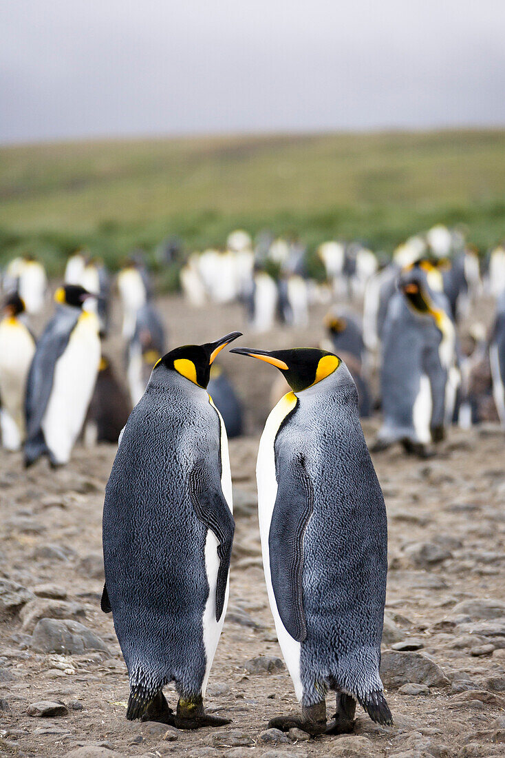 Königspinguine, Paar, Aptenodytes patagonicus, Salisbury Plains, Süd Georgien, Antarktis