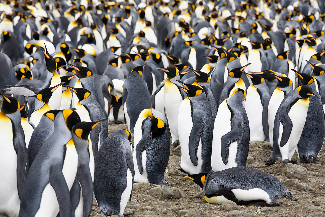 Königspinguine, Aptenodytes patagonicus, Brutkolonie, Salisbury Plains, Süd Georgien, Antarktis