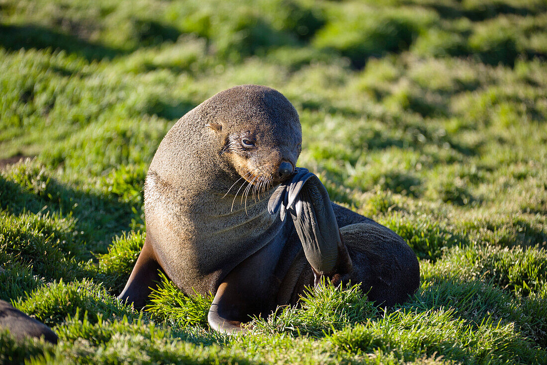 Young Antarctic Fur Seal, Acrocephalus gazella, Grytviken, South Georgia, Antarctic