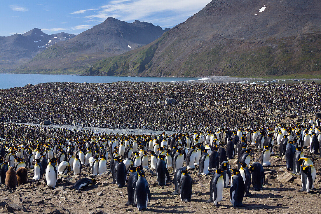 Königspinguine, Aptenodytes patagonicus, St Andrews Bay, Süd Georgien, Antarktis