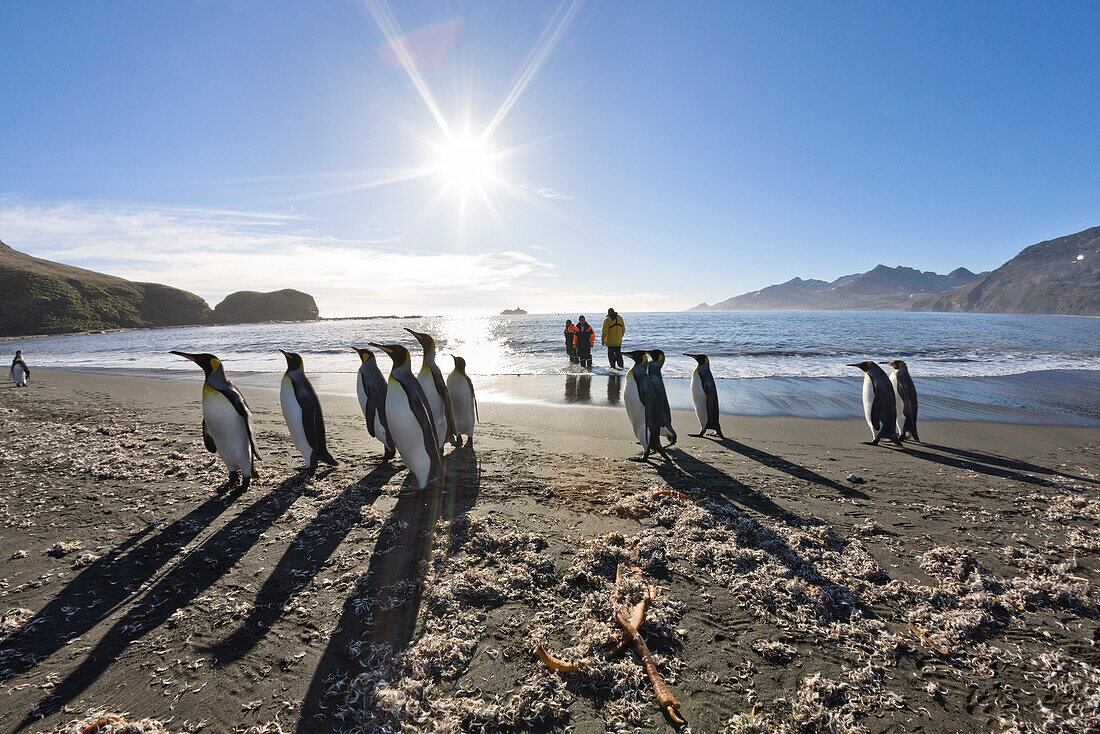 King Penguins, Aptenodytes patagonicus, St Andrews Bay, South Georgia, Antarctica