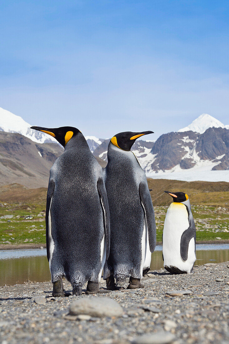 Königspinguine, Aptenodytes patagonicus, St Andrews Bay, Süd Georgien, Antarktis