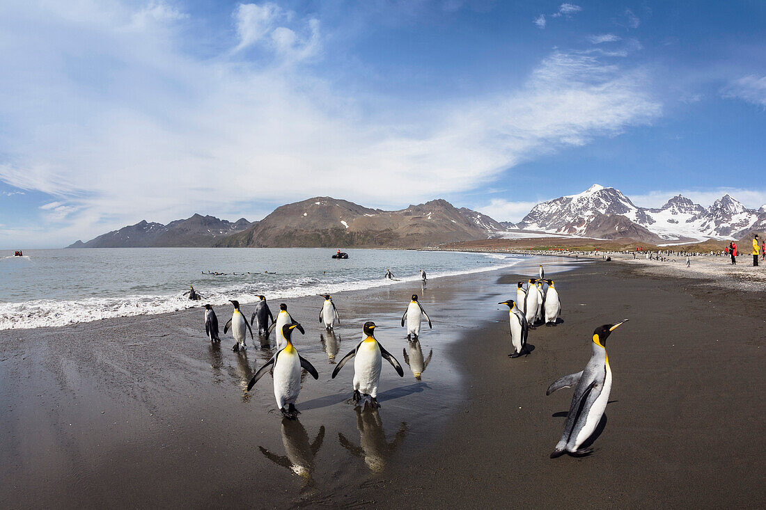 Königspinguine kommen an Land, Aptenodytes patagonicus, St Andrews Bay, Süd Georgien, Antarktis