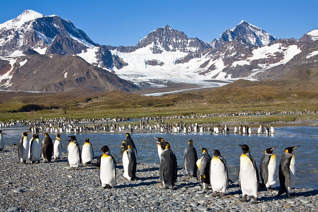 Königspinguine, Aptenodytes patagonicus, St Andrews Bay, Süd Georgien, Antarktis