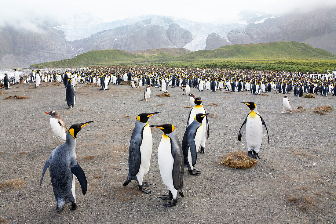 King Penguins, Aptenodytes patagonicus, Gold Harbour, South Georgia, Antarctica
