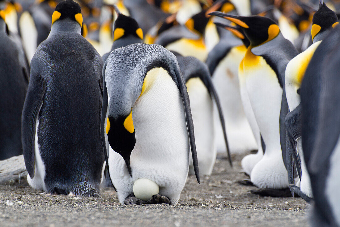 Königspinguin mit Ei, Aptenodytes patagonicus, St Andrews Bay, Süd Georgien, Antarktis