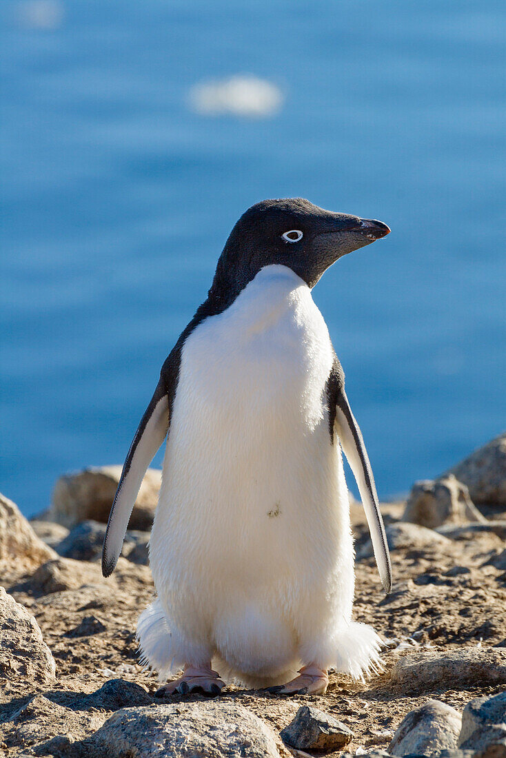 Adelie Penguin, Pygoscelis adeliae, Antarctica