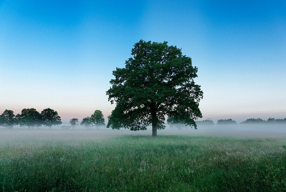 Ueckermuender Heath, Ueckermuende, Mecklenburg-Western Pomerania, Germany