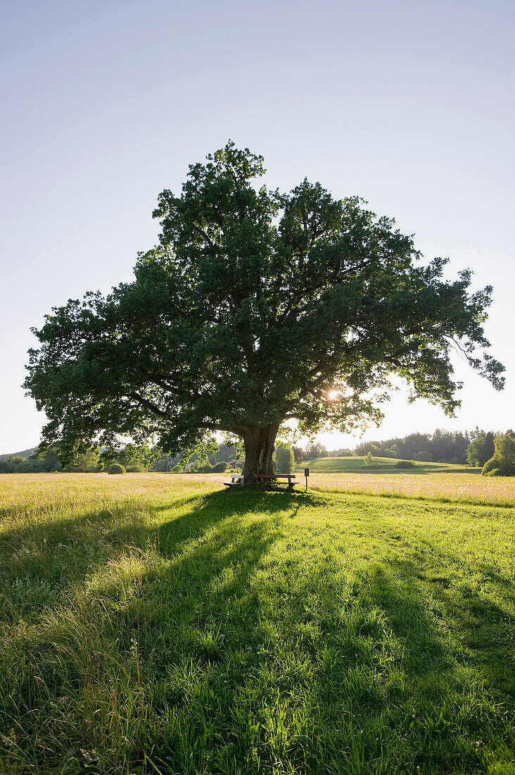 Mozart oak tree at sunset at Seeon Abbey, beneath which Mozart was said to have sat, Seeon, Chiemgau, Bavaria, Germany