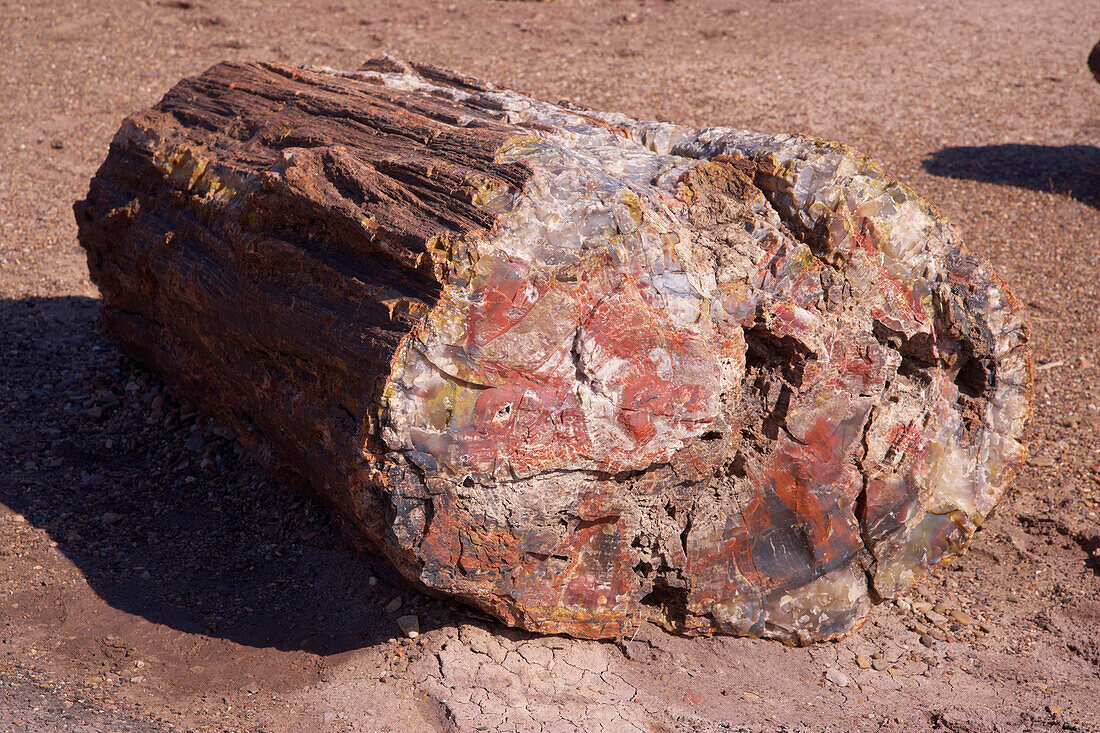 Petrified trunk, Long Logs Trail, Petrified Forest National Park, Arizona, USA, America