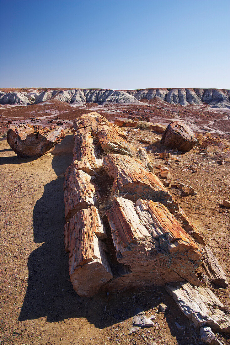 Petrified trunk, Long Logs Trail, Petrified Forest National Park, Arizona, USA, America