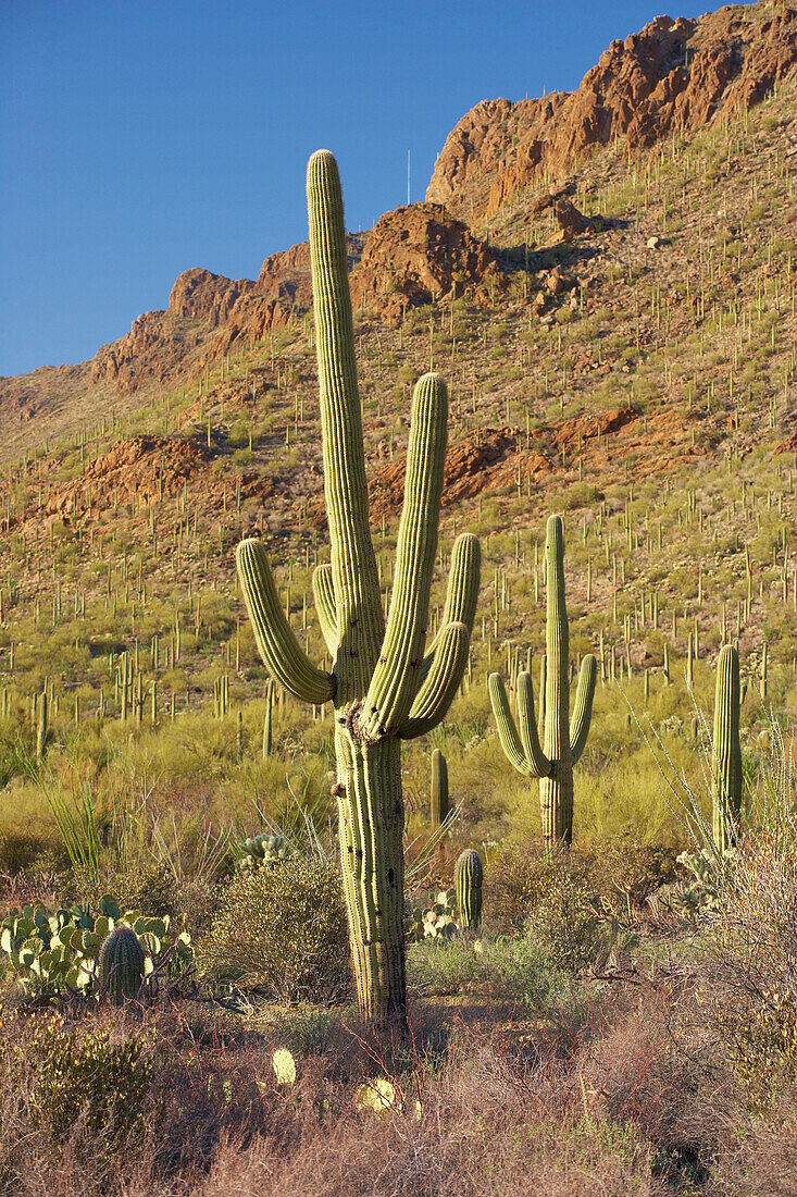 Saguaro and other cactusses at Saguaro National Park, Sonora Desert, Arizona, USA, America