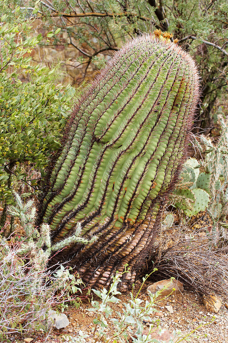 Kaktus im Arizona - Sonora Desert Museum, Sonora Wüste, Arizona, USA, Amerika