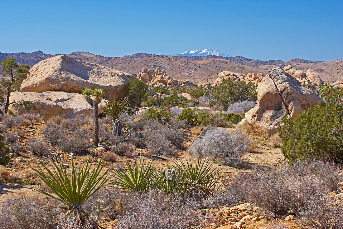 Vegetation at Hidden Valley at Joshua Tree National Park, Mojave Desert, California, USA, America
