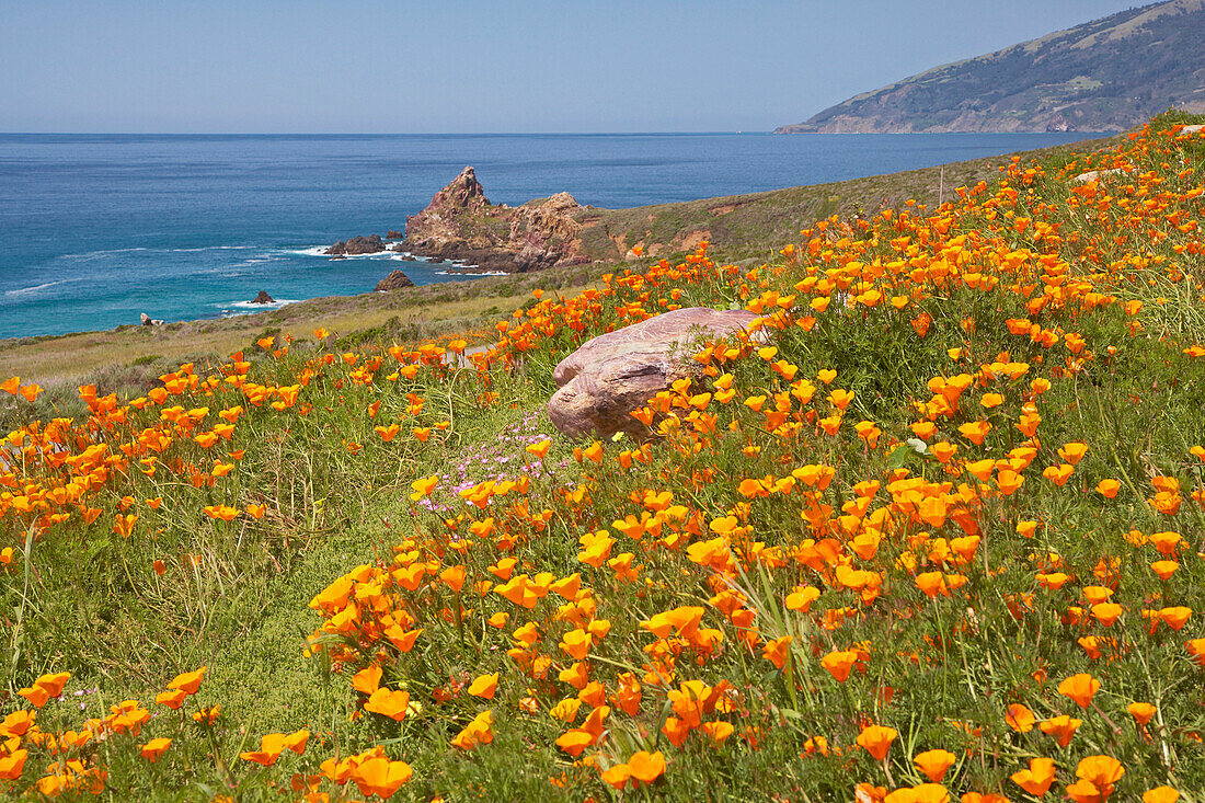 Californian Poppies at the Pacific coast, Pacific Ocean, California, USA, America