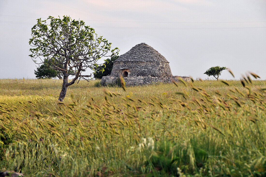 Dry stone hut with conical roof, Trulli near Castel del Monte, Apulia, Italy