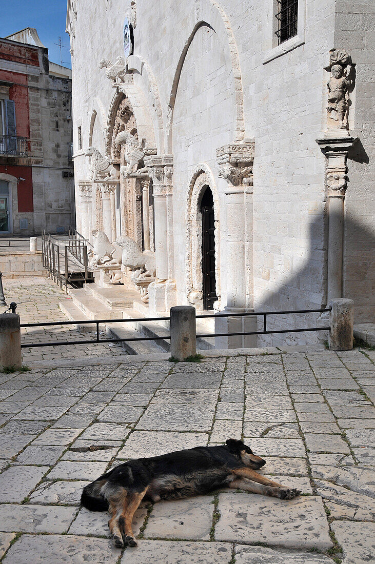 Hund an der Kathedrale von Ruvo di Puglia, Apulien, Italien