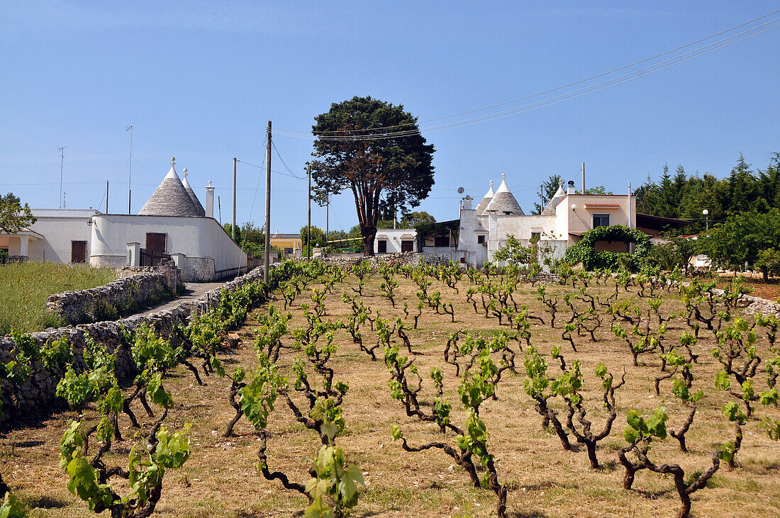 Weinbau mit Trullis im Hintergrund bei Locorotondo, Rundhäuser mit Steindächer, Trullis, Valle d´Itria, Alberobello, Apulien, Italien