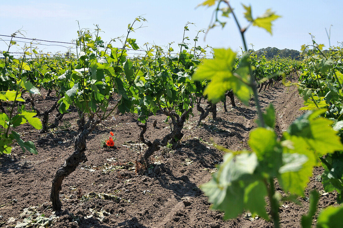 Primitivo Weintrauben, Weinfeld bei Manduria, Apulien, Italien