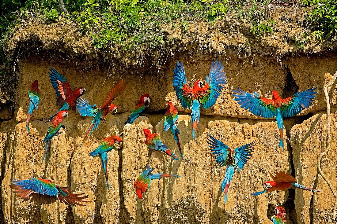 RED-AND-GREEN MACAW ara chloroptera, GROUP EATING CLAY, CLIFF AT MANU NATIONAL PARK, PErU