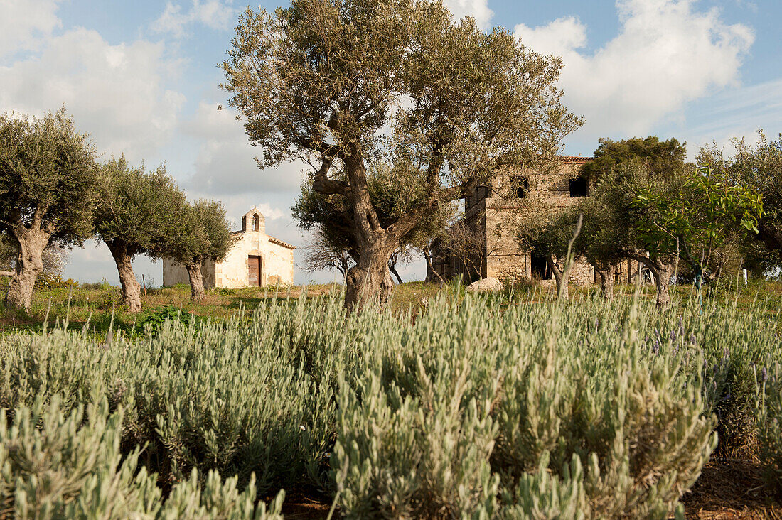 Olive trees on the fairways of Navarino Dunes golf course, Peloponnese, Greece, Europe