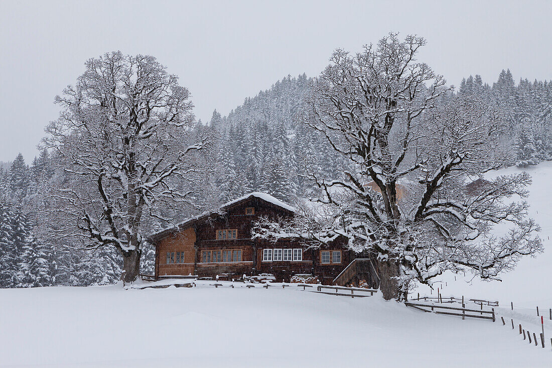 Bauernhaus mit zwei grossen Bäumen im Winter, Blattmad oberhalb von Grindelwald, Jungfrauregion, Berner Oberland, Kanton Bern, Schweiz, Europa