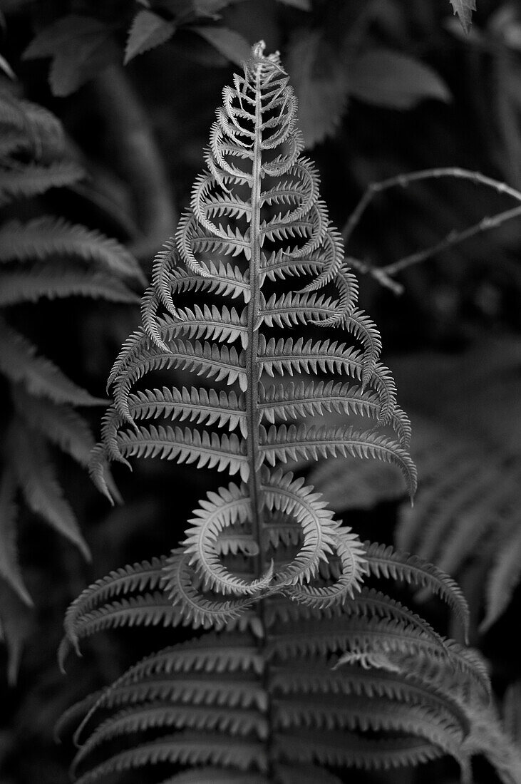 Fern in Shape of Christmas Tree