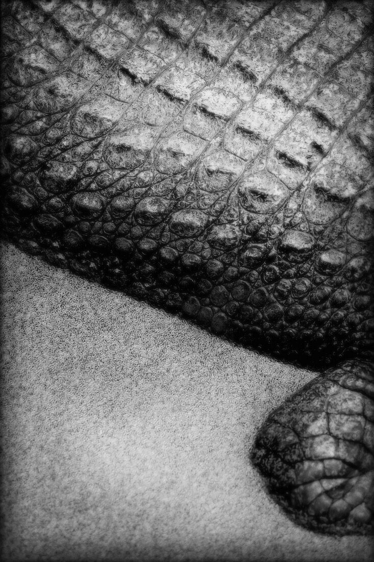 Abstract Alligator Detail