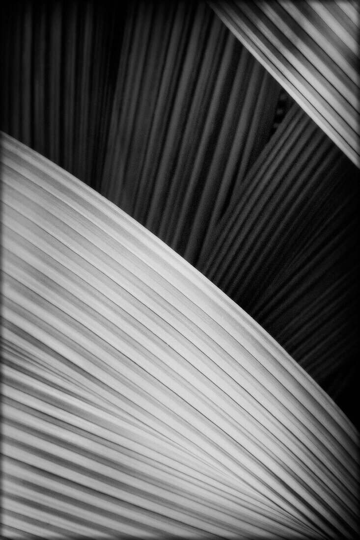 Abstract Palm Frond Detail