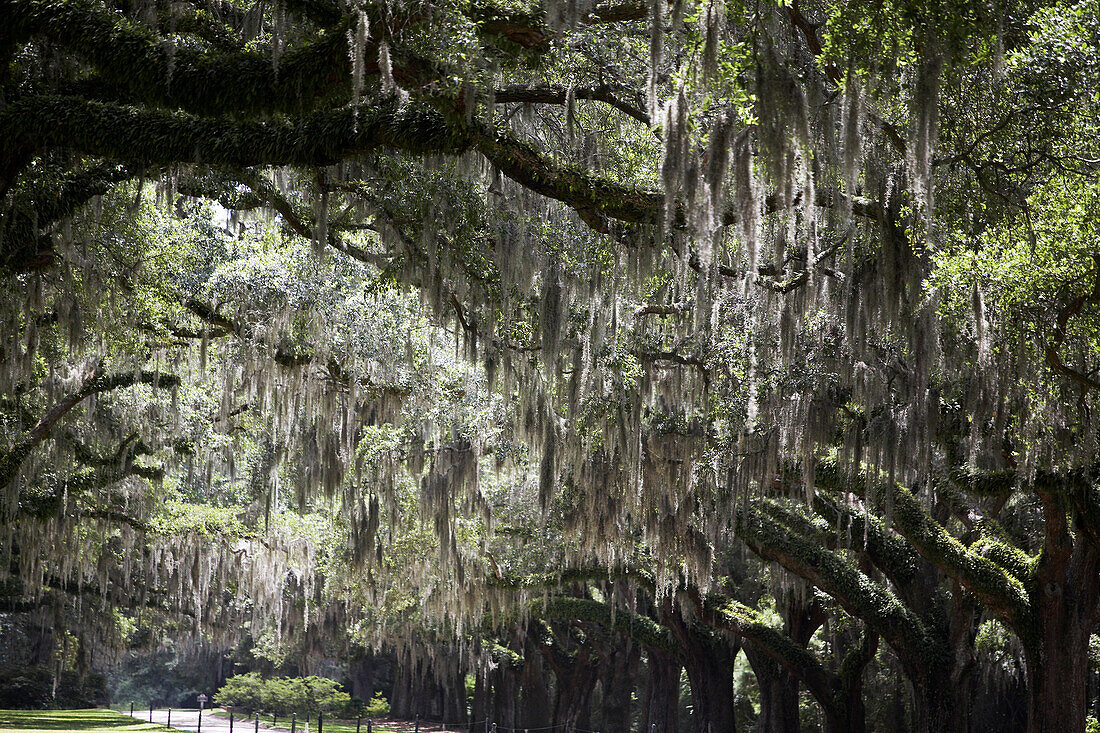 Southern Live Oak Trees Covered in Spanish Moss, Charleston, South Carolina, USA