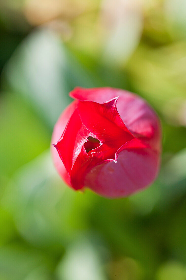 Rote Blütenknospe, Detail einer Blüte, Tulpe in einem Garten, Natur
