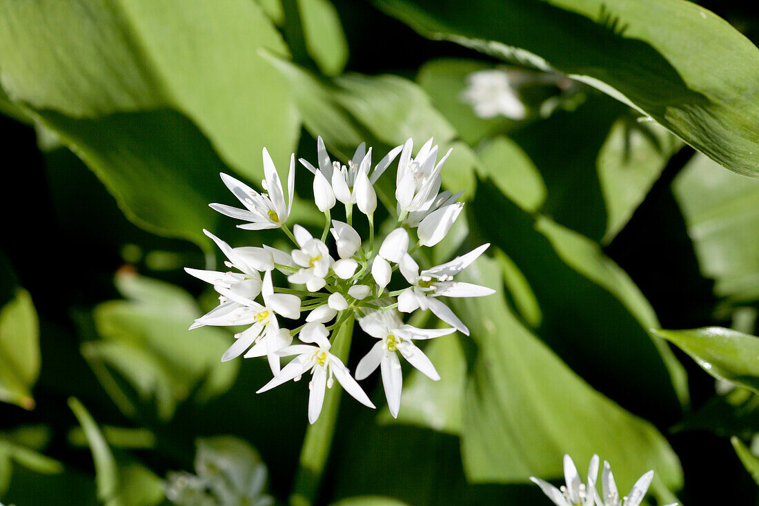 Flowering wild garlic, Allium ursinum, Wild plant, Herbs, Nature