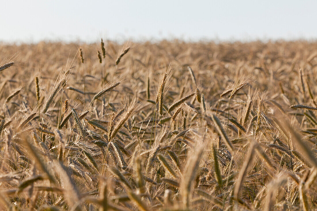 Feld of rye, grain, farmland, Agriculture
