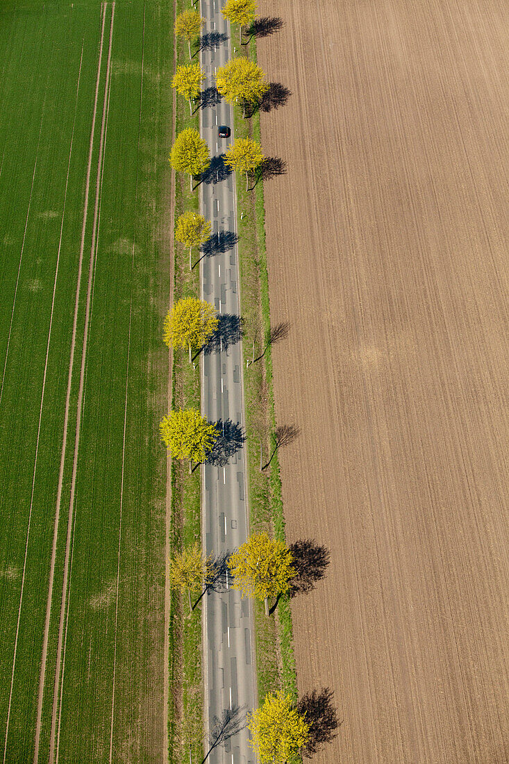 Aerial view above a straight country road lined with young trees, Landscape, Rural, Lower Saxony, Germany