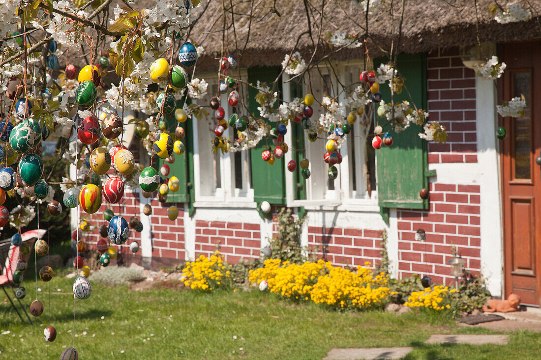 Osterbaum in Michaelsdorf mit bunten Ostereiern, Baumschmuck, Ostsee, Darß, Mecklenburg-Vorpommern, Deutschland