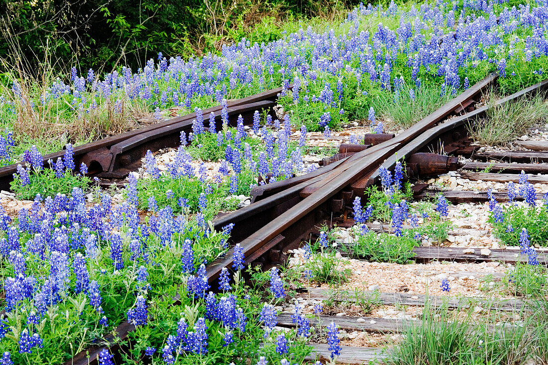 Flowers Overgrowing Unused Railroad Tracks, Texas Hill Country, USA