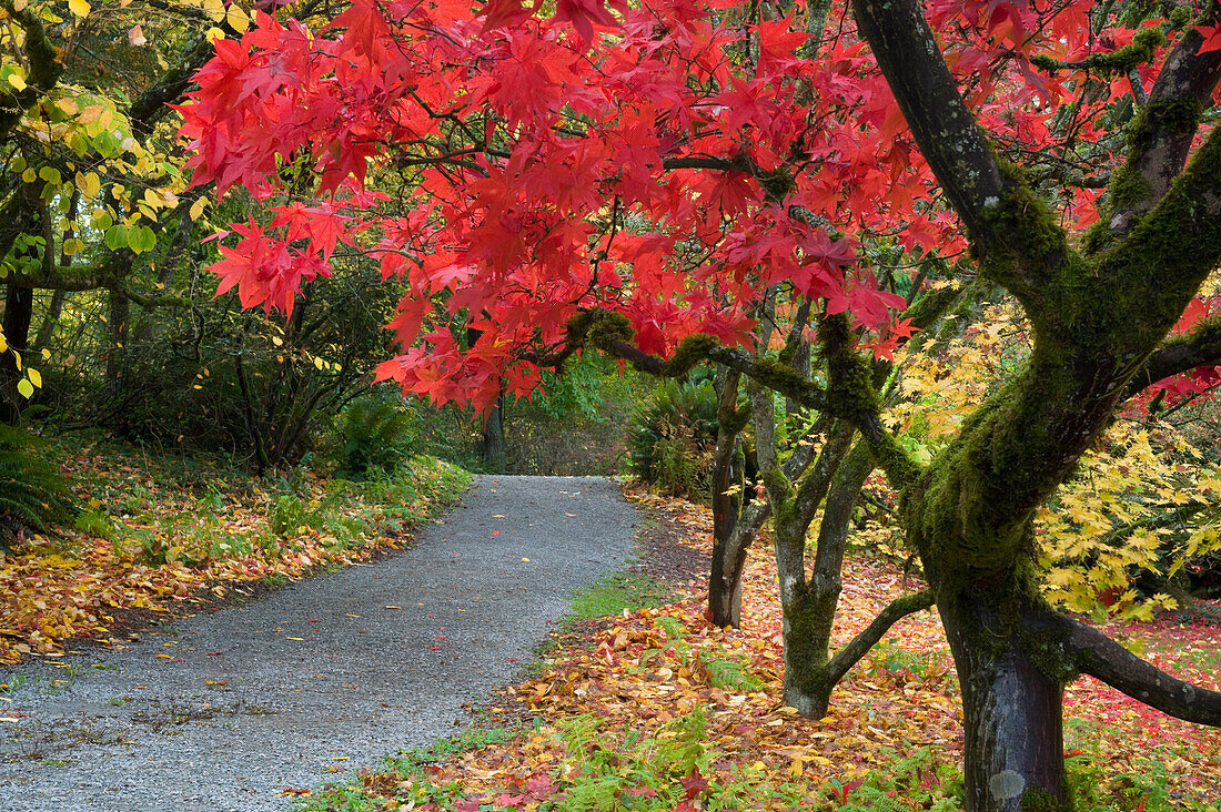 Trees in Autumn color lining a trail in the Washington Park Arboretum, Seattle, Washington
