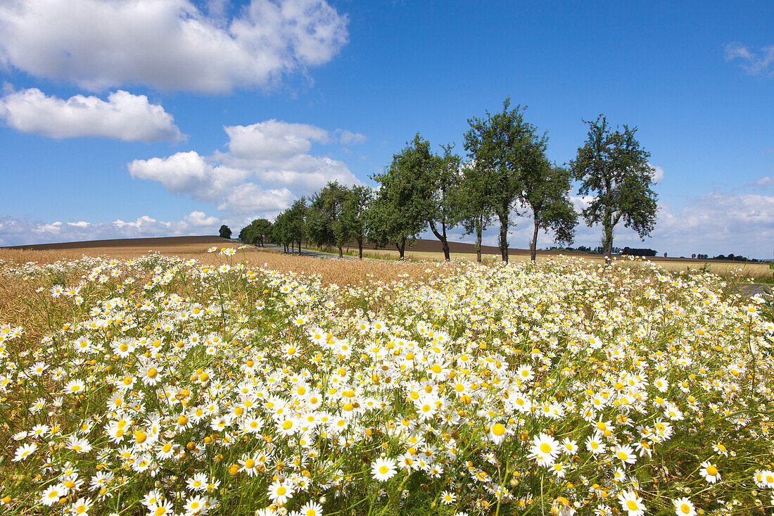 Flowers at the roadside, Harz mountains, Saxony-Anhalt, Germany, Europe