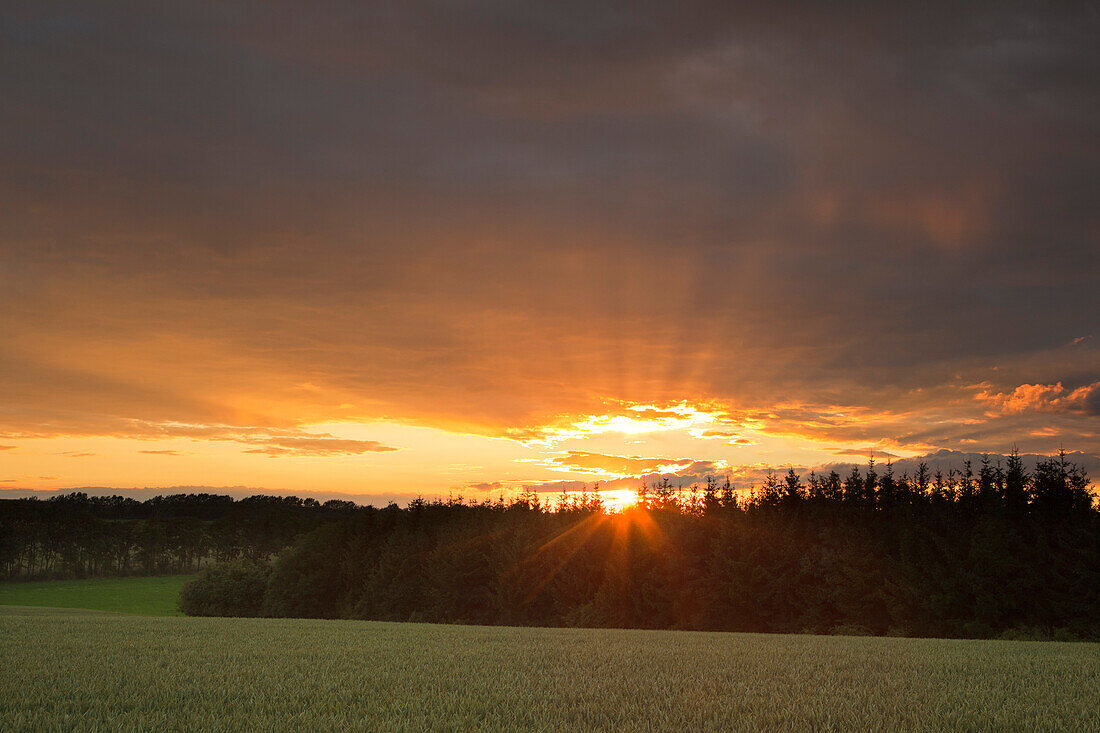 Cornfield at sunset, Harz mountains, Lower Saxony, Germany, Europe