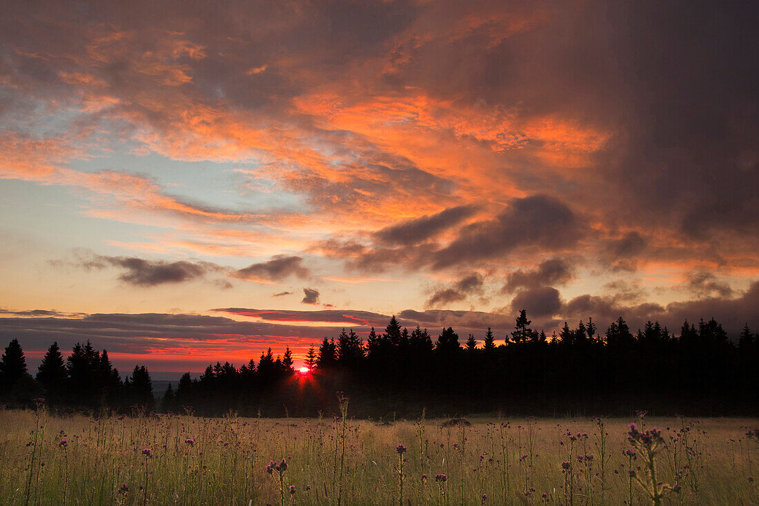 Hochmoor bei Sonnenaufgang, Goetheweg, Harz, Niedersachsen, Deutschland, Europa