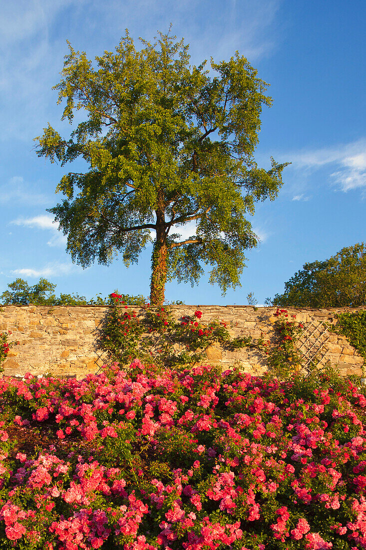 Blühende Rosen in der Aussenanlage von Schloss Hämelschenburg, Emmerthal, Weserbergland, Niedersachsen, Deutschland, Europa