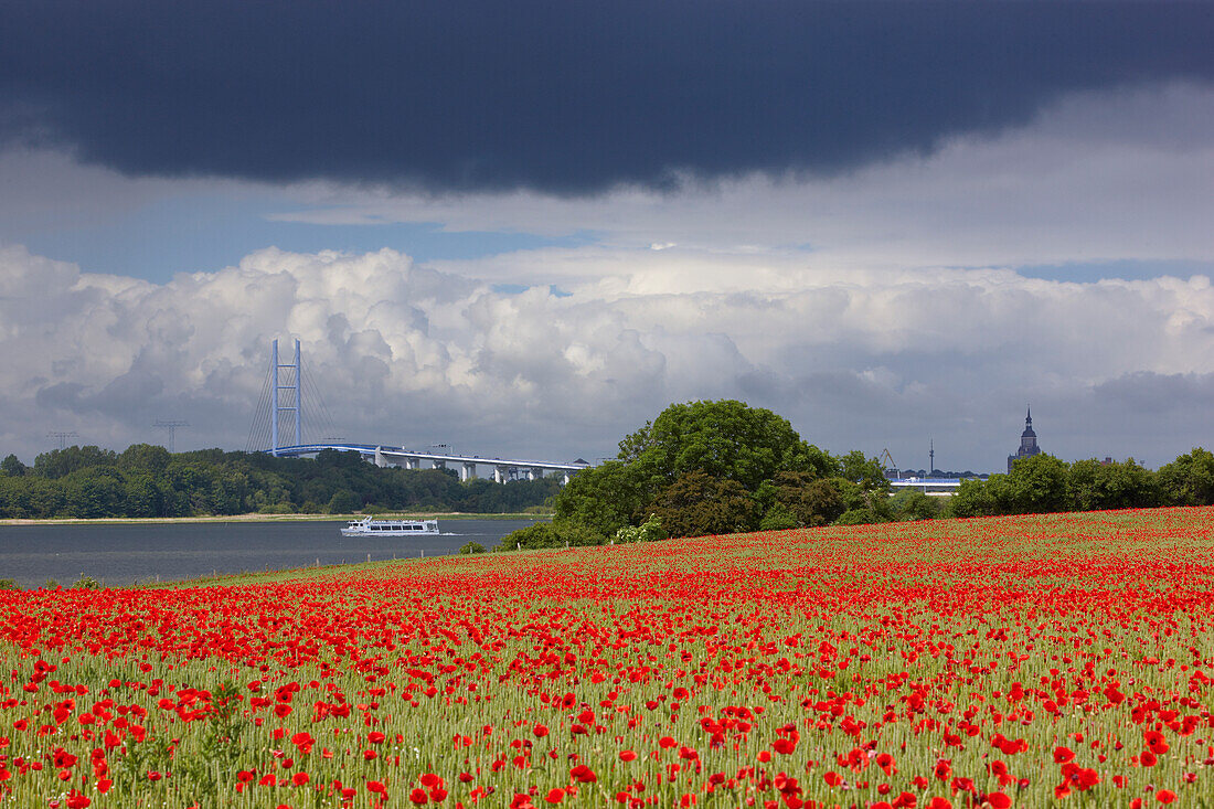 Klatschmohn und Rügenbrücke über den Strelasund, rechts der Turm der Marienkirche von Stralsund, Insel Rügen, Ostsee, Mecklenburg Vorpommern, Deutschland, Europa