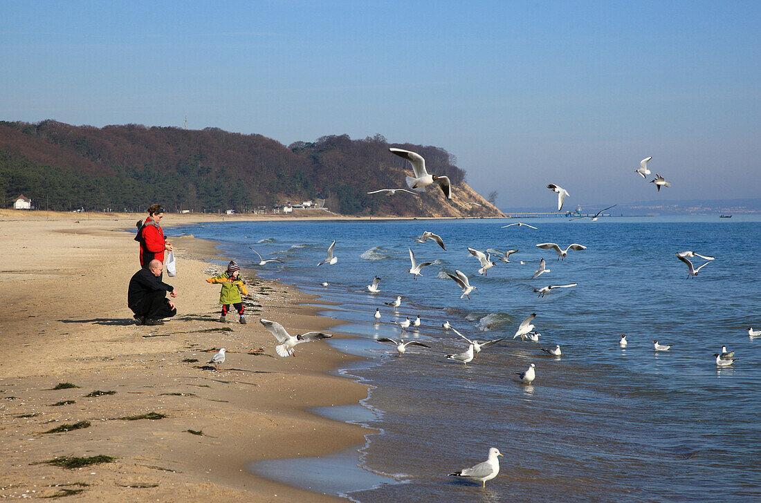 People and seagulls on the beach of Baabe, Island of Ruegen, Mecklenburg Western Pomerania, Germany, Europe