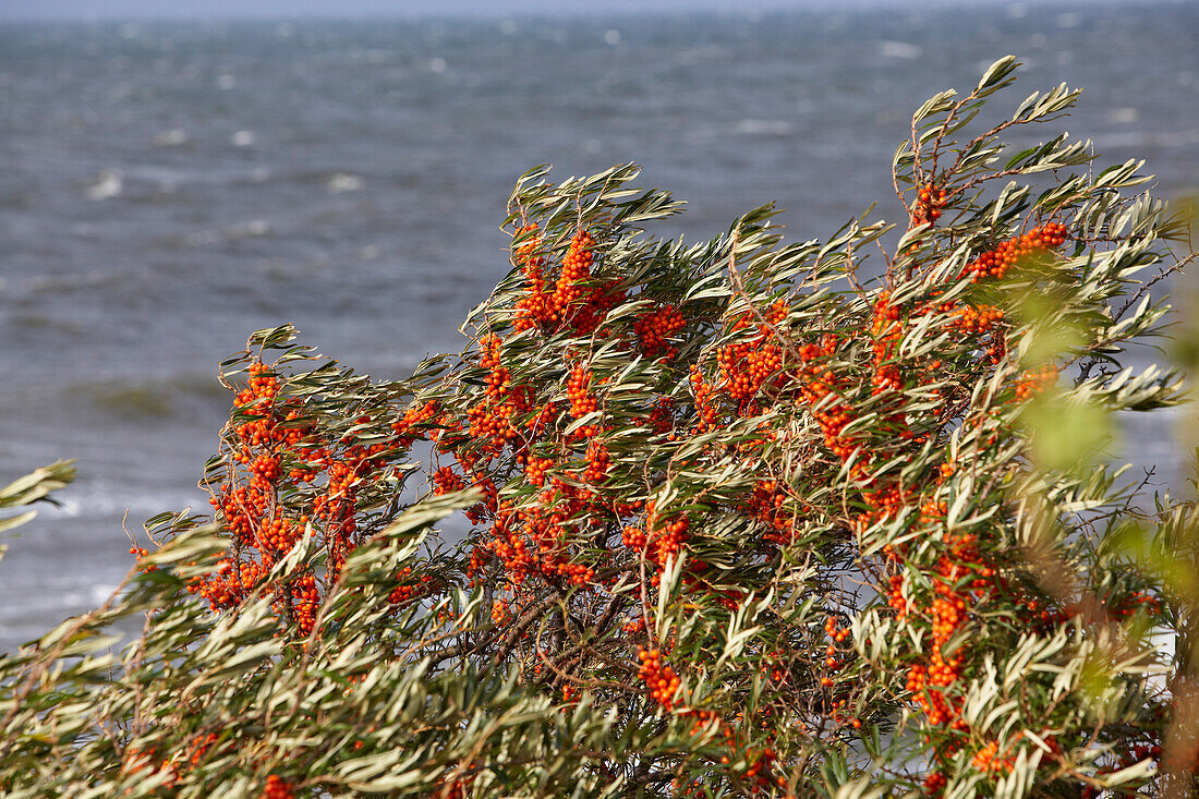 Sea buckthorn at the coast of Wittow peninsula, Island of Ruegen, Mecklenburg Western Pomerania, Germany, Europe